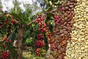 North Sumatra’s Coffee