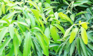 Eco-Friendly Carbon